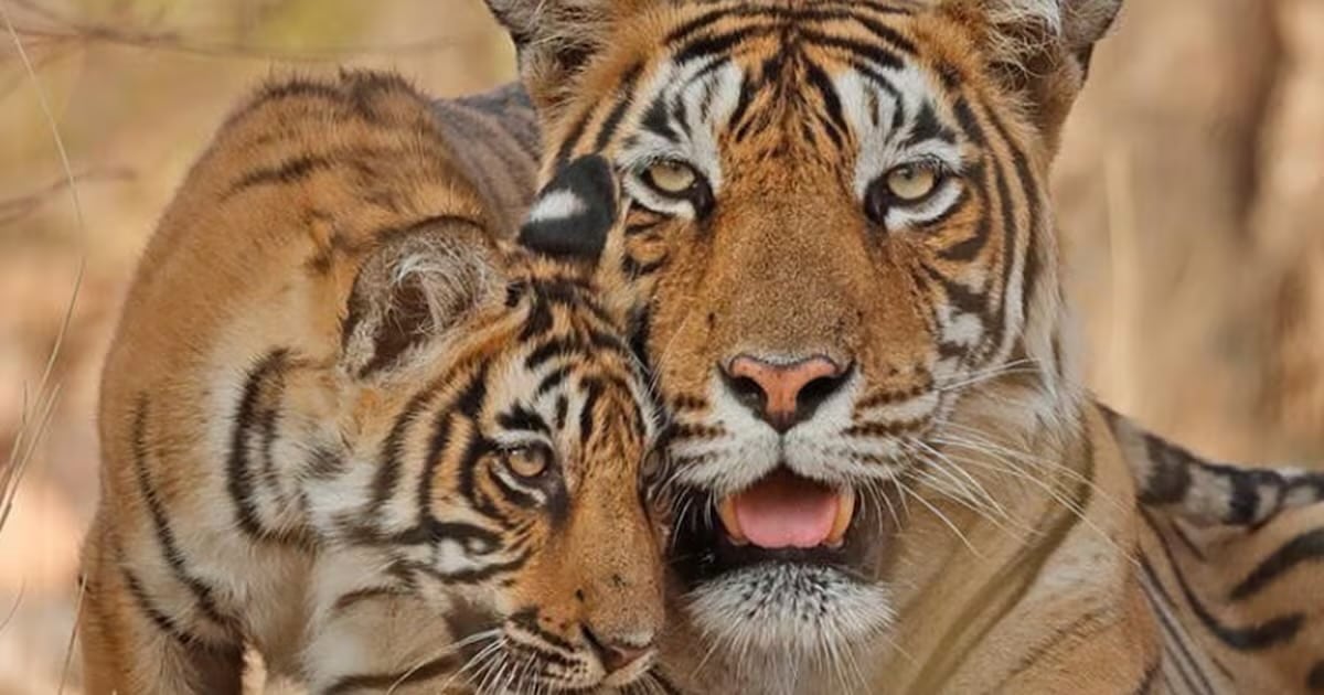 Tigre caminhando em área de floresta restaurada na Ásia Central