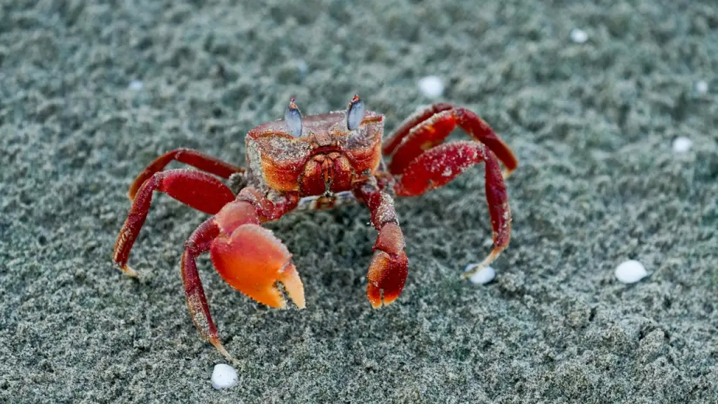 Caranguejo caminhando na areia da praia