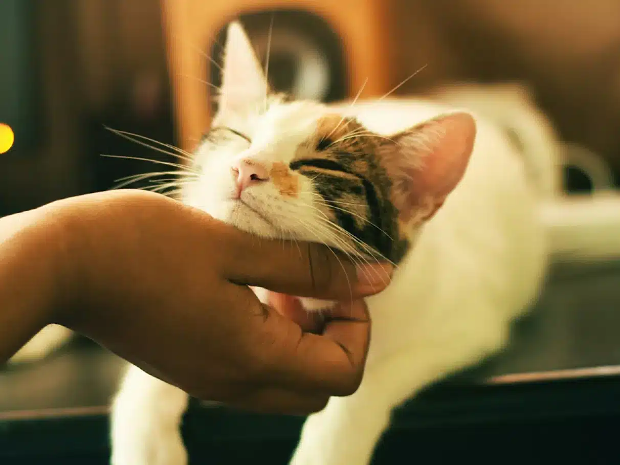 Pessoa acariciando um gato doméstico