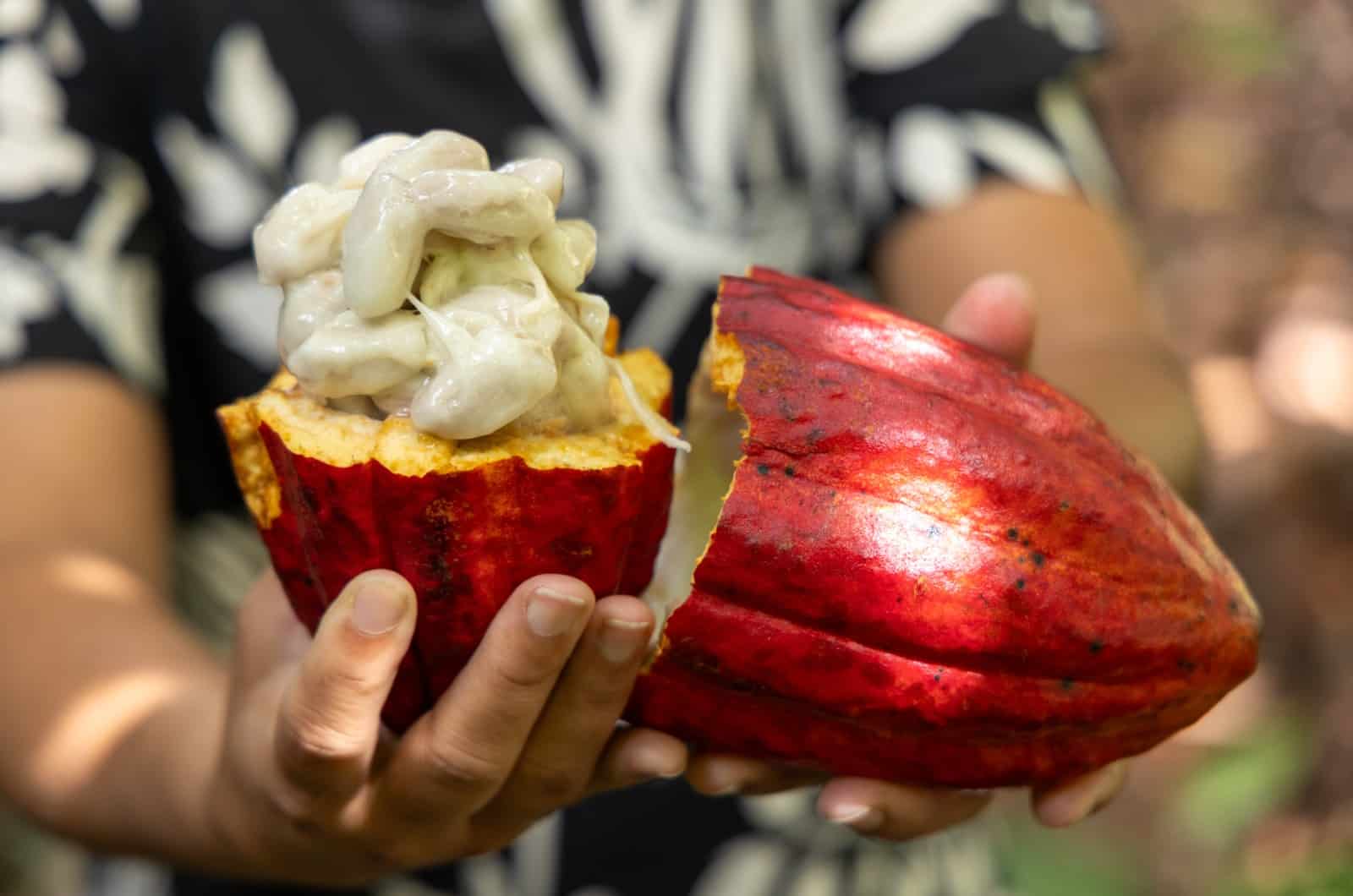 Fruto de cacau em plantação agrícola no Brasil