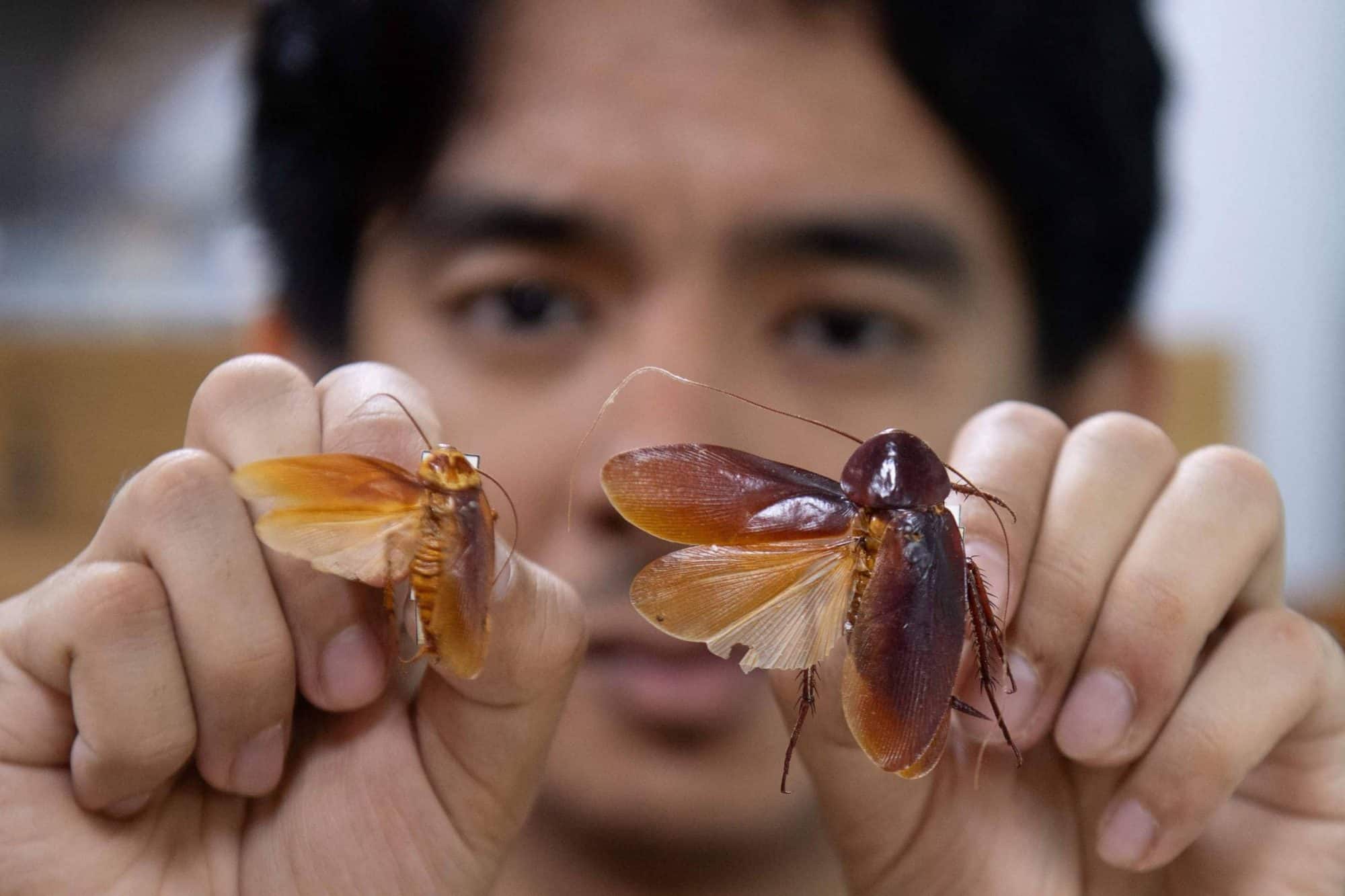Cristian Lucañas — Foto: Florante Cruz/University of the Philippines Los Baños Museum of Natural History