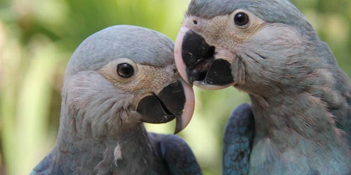 Aves reintroduzidas na natureza