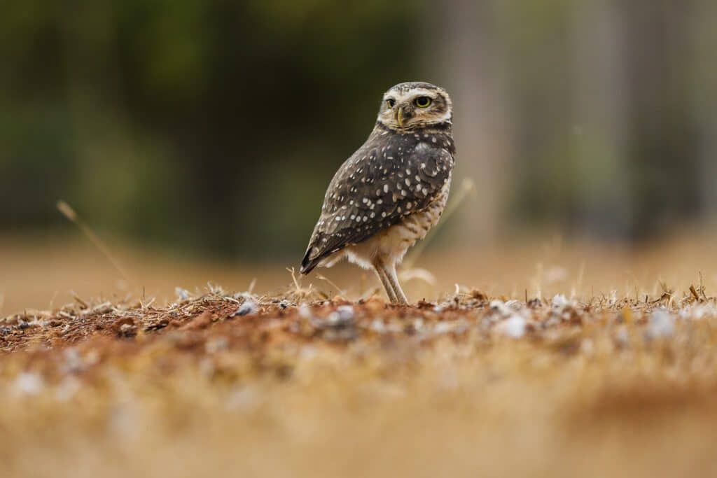 Coruja-buraqueira (Speotyto cunicularia)