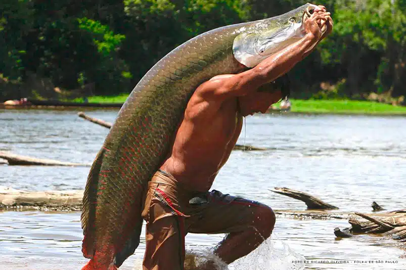 Pescador fisgando piracuru com a mão