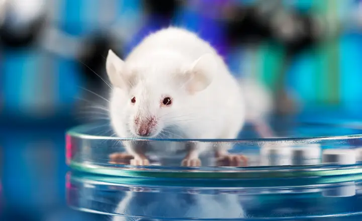 Representação do rato com efeito congelado e atividade elétrica