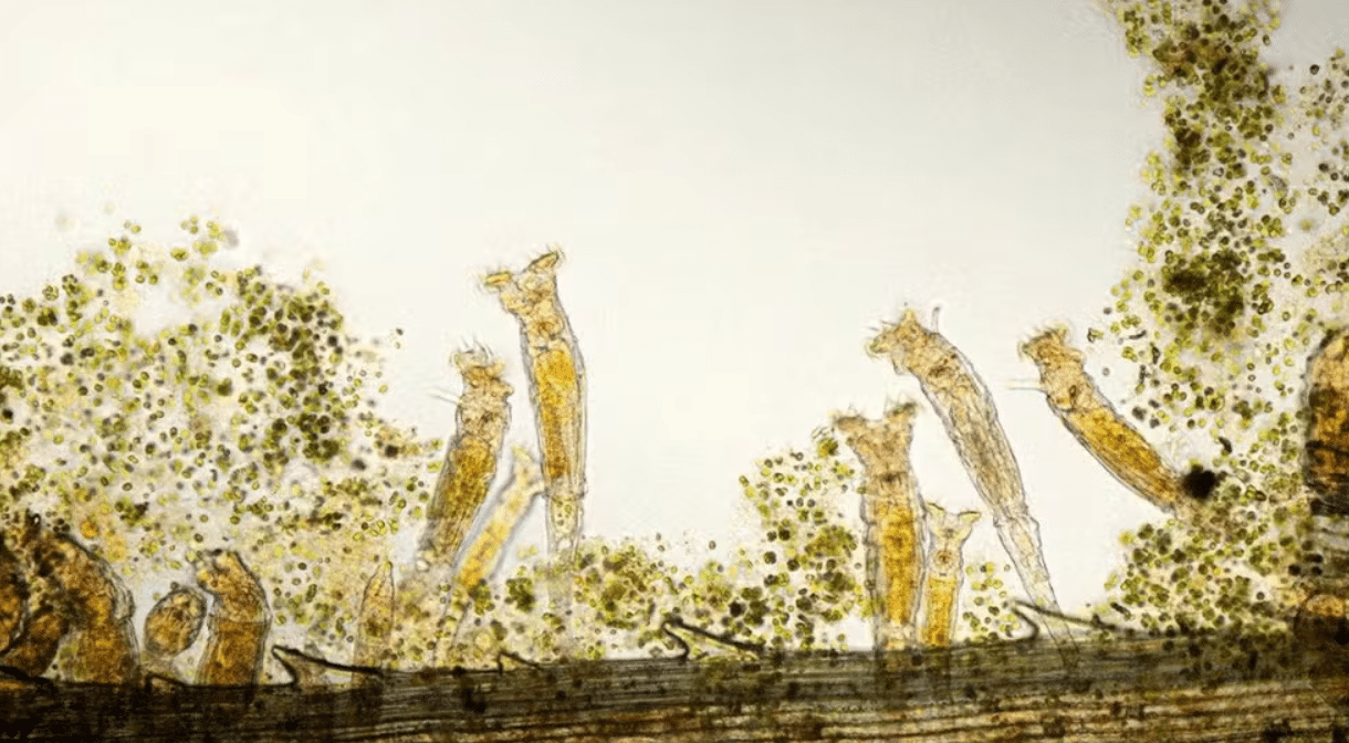 Cientistas ressuscitam 'verme zumbi' de 24 mil anos